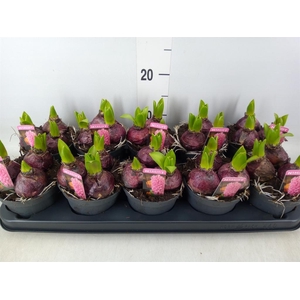 Hyacinthus orie. 'Pearl Pink'