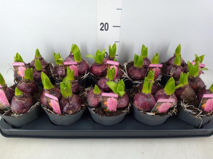 <h4>Hyacinthus orie. 'Pearl Pink'</h4>