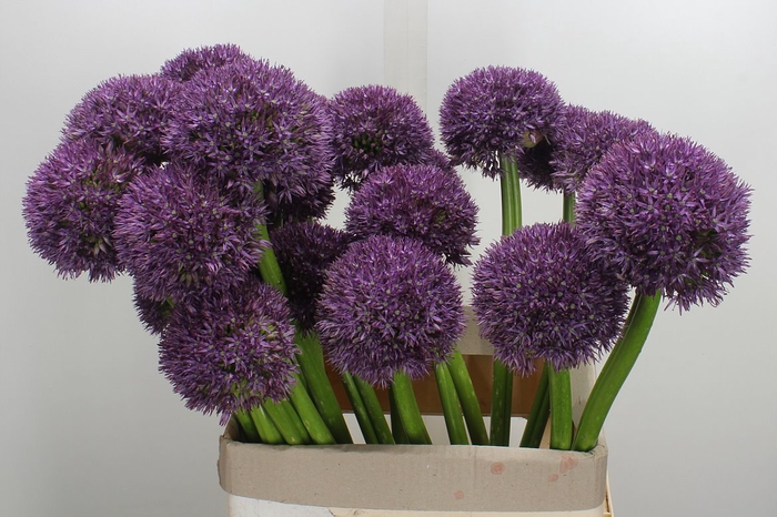 <h4>Allium Grootbloemig</h4>