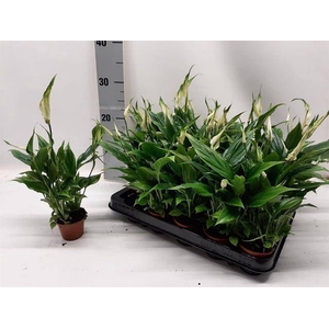 Spathiphyllum Chopin 6,5Ø 25cm 3fl