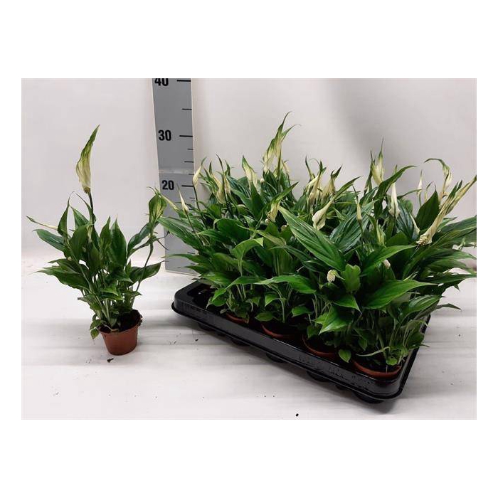 <h4>Spathiphyllum Chopin 6,5Ø 25cm 3fl</h4>
