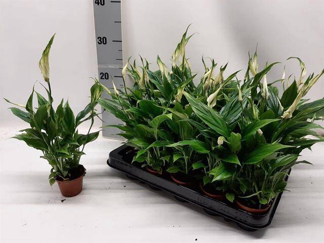 Spathiphyllum Chopin 6,5Ø 25cm 3fl