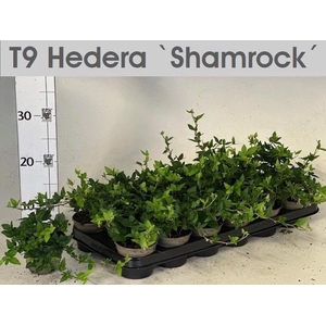 HEDERA SHAMROCK P9