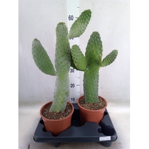 Opuntia