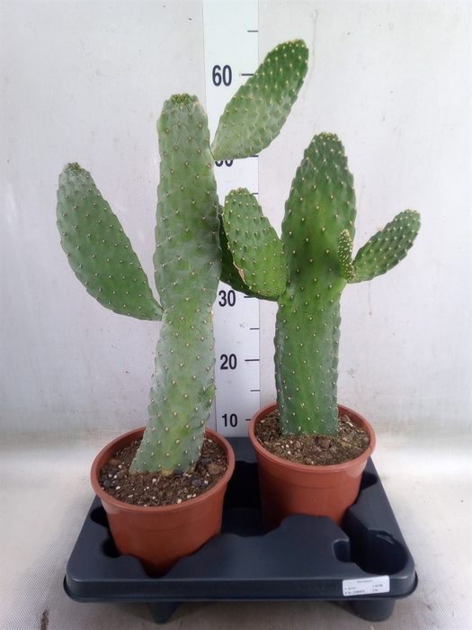 <h4>Opuntia</h4>