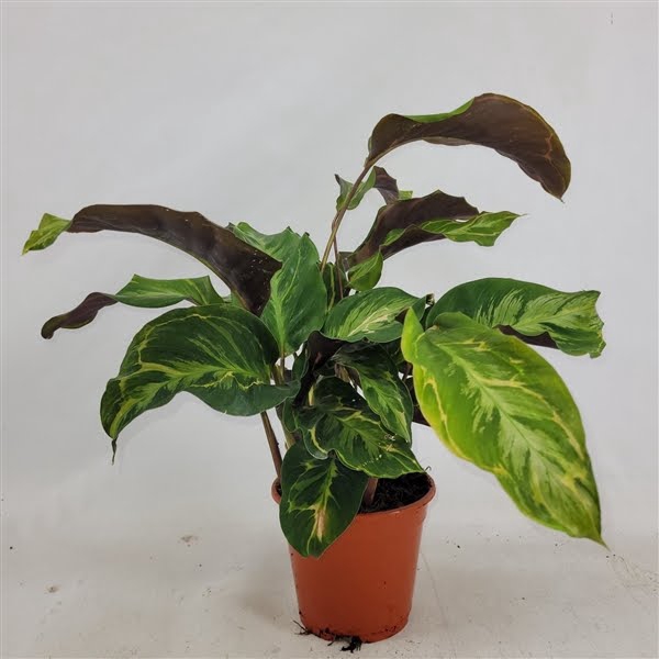 Calathea confusion