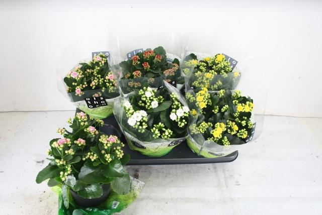 <h4>KAL GE GEM 4 KL</h4>