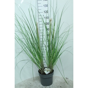Cortaderia sell.