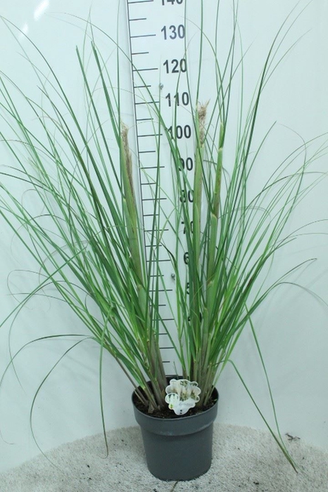 <h4>Cortaderia sell.</h4>