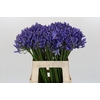 Agapanthus EYFORI Blue