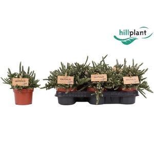Rhipsalis baccifera subsp. horrida