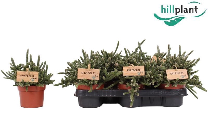 <h4>Rhipsalis baccifera subsp. horrida</h4>