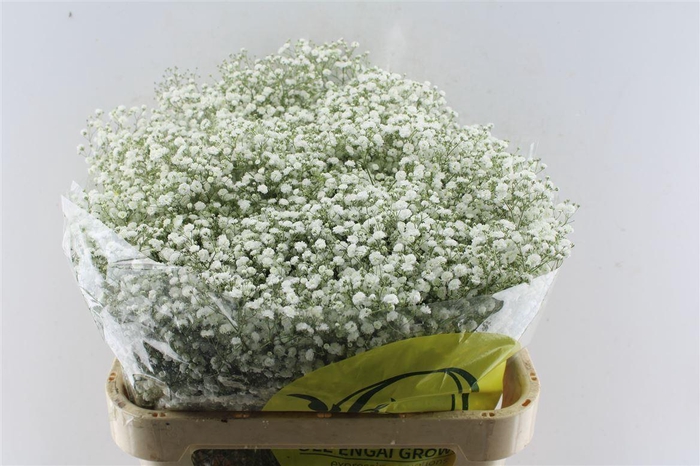 <h4>Gyps Pa Xlence</h4>