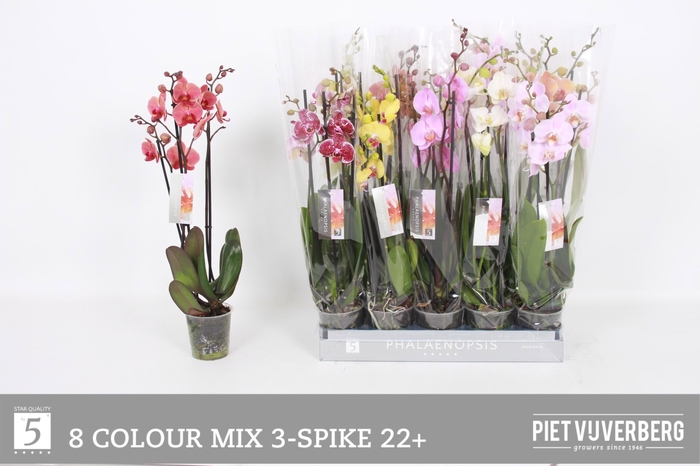 <h4>PHAL GEM 8 KL</h4>