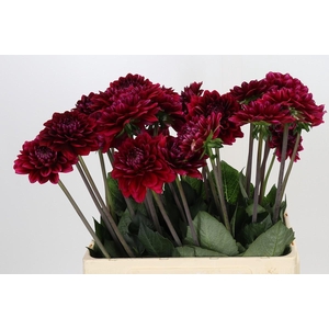 Dahlia Red Runner