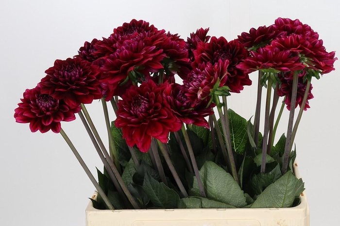 <h4>Dahlia Red Runner</h4>
