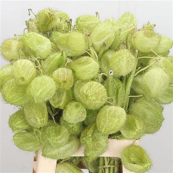 <h4>Ascl Inc Moby Dick</h4>