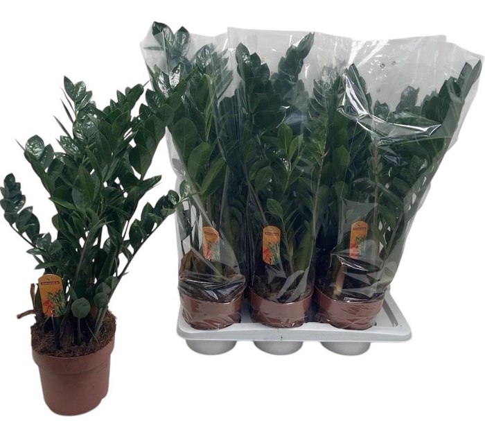 <h4>ZAMIO ZAMIIFOLIA</h4>