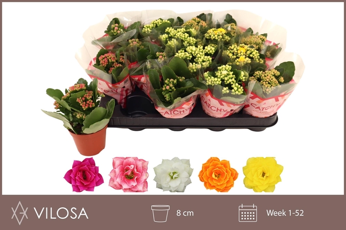 <h4>KAL GE GEM 5 KL</h4>