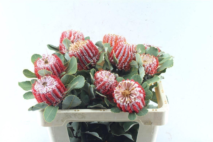 <h4>Banksia Coccinea</h4>