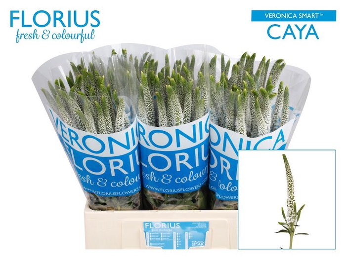 <h4>Veronica Smart Caya Florius</h4>