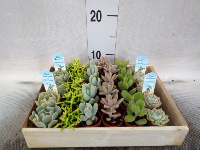 <h4>Succulents   ...</h4>