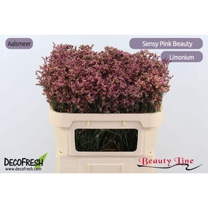 LIM SIN SEN PIN BEAU