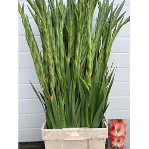 GLADIOLUS GR 'PINK LADY' ORANGE 100cm