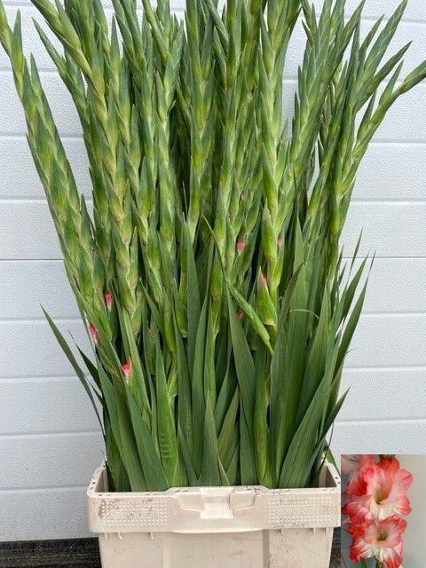 <h4>GLADIOLUS GR 'PINK LADY' ORANGE 100cm</h4>
