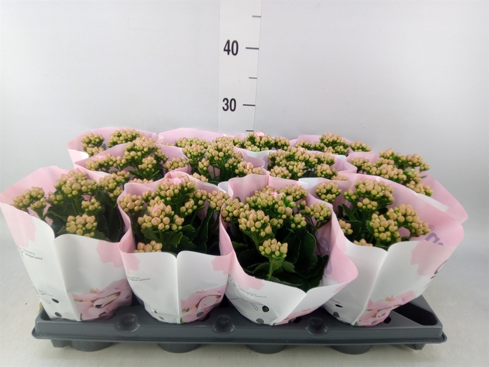<h4>Kalanchoe   ...</h4>