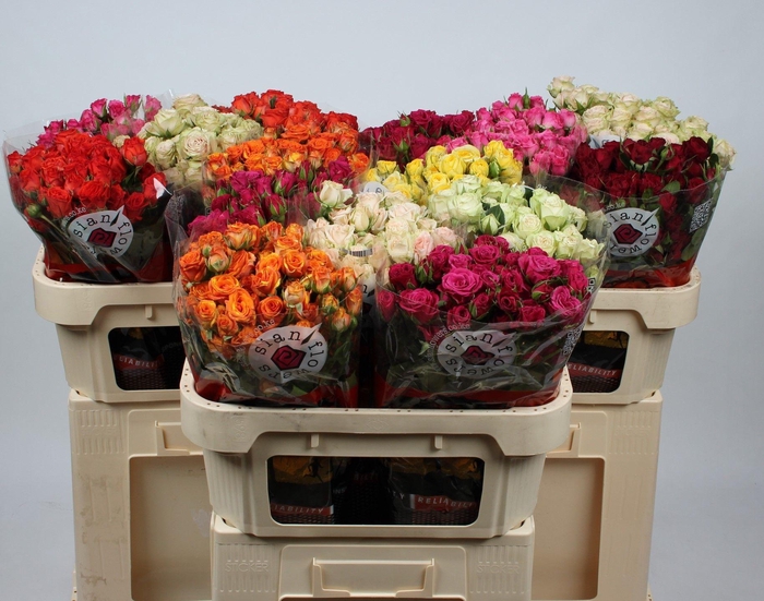 <h4>R TR GEM IN FUST</h4>