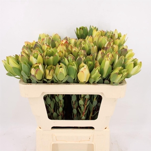 Leucad Discolor Pom-pom Green