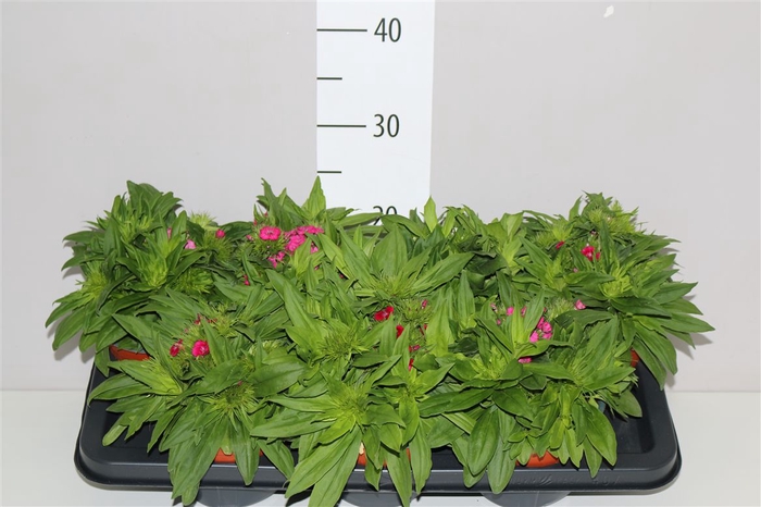 <h4>Dianthus Ba Barbarini Gemengd</h4>