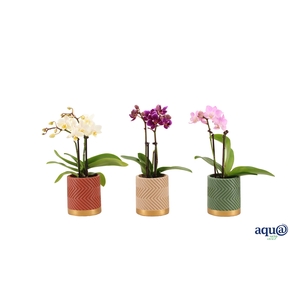 Groovy Autumn Mix Tiny Dolls Mix 2T10+ Aqu@