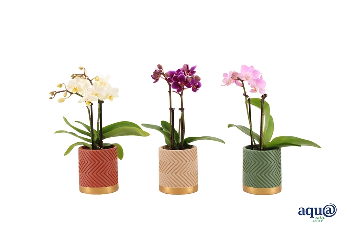 <h4>Groovy Autumn Mix Tiny Dolls Mix 2T10+ Aqu@</h4>