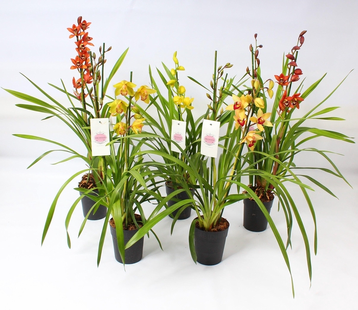 <h4>Cymbidium kleuren mix 2 tak</h4>
