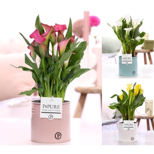 Zantedeschia mix in P&PURE zinc pot Louise 4 ass.