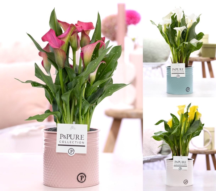 <h4>Zantedeschia mix in P&PURE zinc pot Louise 4 ass.</h4>