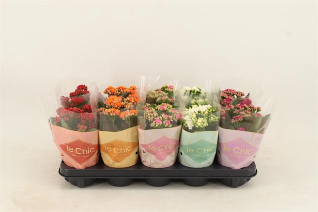 <h4>Kalanchoe Double, Le Chic Mix</h4>