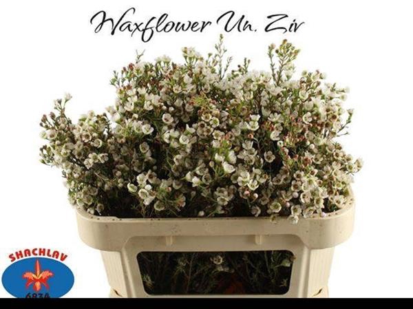 <h4>CHAME UNCINATUM ZIV</h4>