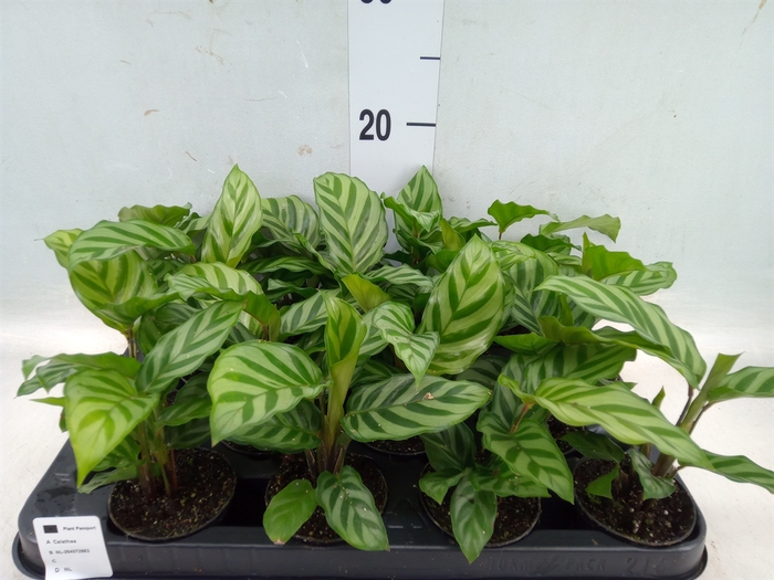 <h4>Calathea  'Freddie'</h4>