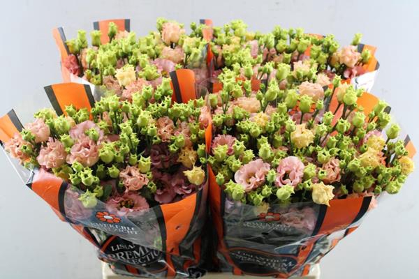 <h4>Eust G Sabrina Orange</h4>