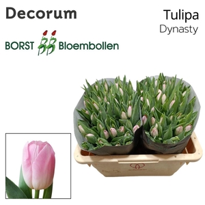Tulipa si dynasty