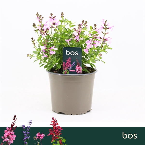 <h4>Salvia Greggii, Mirage Soft Pink</h4>