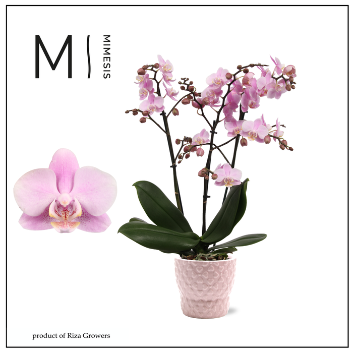 <h4>Phalaenopsis Beaution 3 spike - 12cm in Verona | Mimesis</h4>