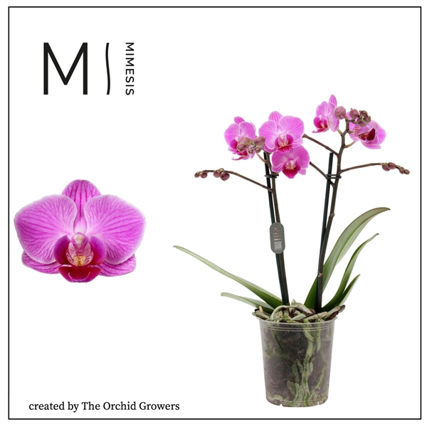 <h4>Mimesis Phal. Vienna - 2 spike 9cm</h4>