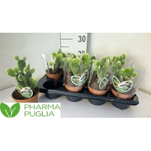 OPUNTIA