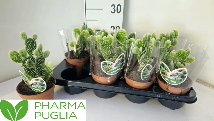 <h4>OPUNTIA</h4>
