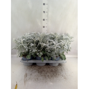 Senecio candidans 'Angel Wings'