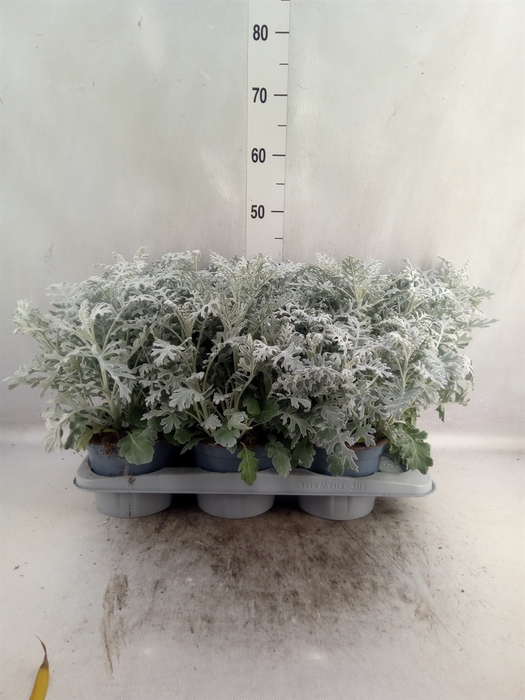 Senecio candidans 'Angel Wings'